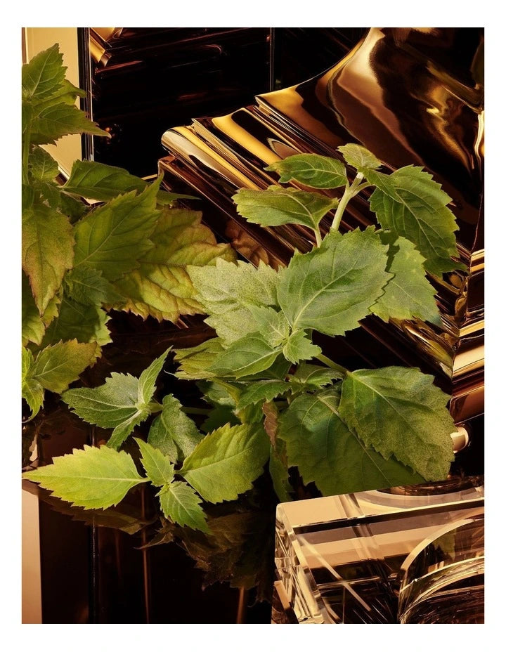 Dolce & Gabbana Gold The One Pour Homme