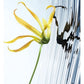 L'eau D'issey EDP Intense