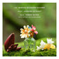 Daisy Wild Eau So Intense EDP